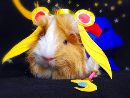 This is the best Sailor Moon Cosplay I've seen all week!